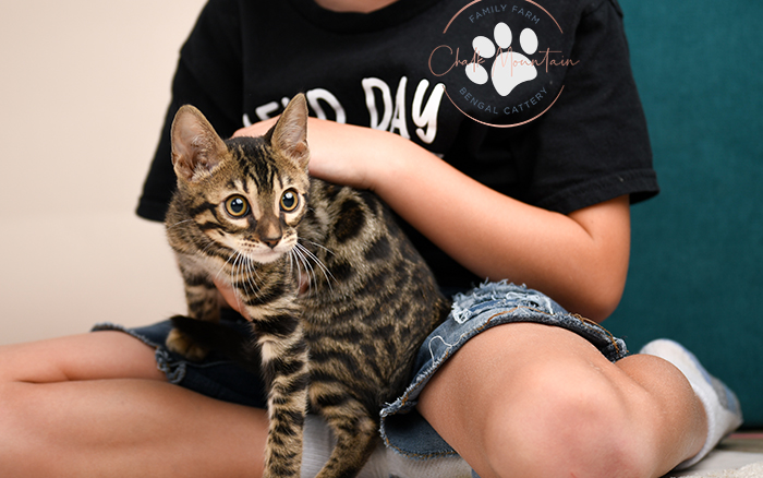 Bengal kitten for sale